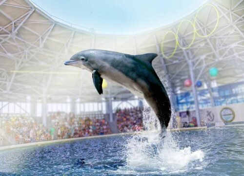 Delfinarium Pokaz