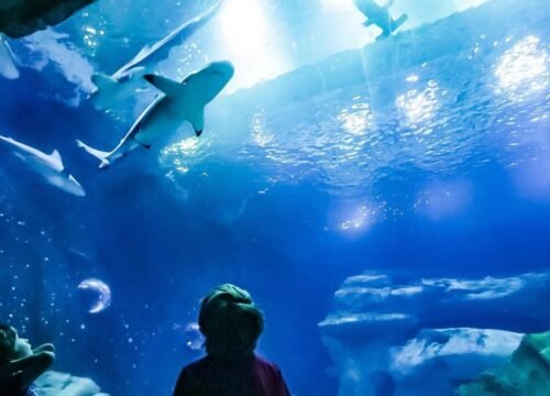 Grand Aquarium