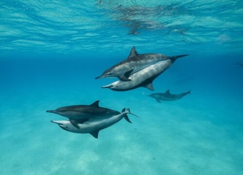 Snorkeling in SATAYA from Marsa Alam (Dolphin House)