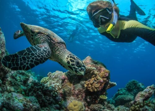 Snurkowanie w SAMADAI z Marsa Alam